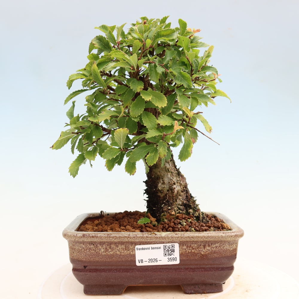 Vonkajšie bonsaje - Zelkova - Zelkova NIRE