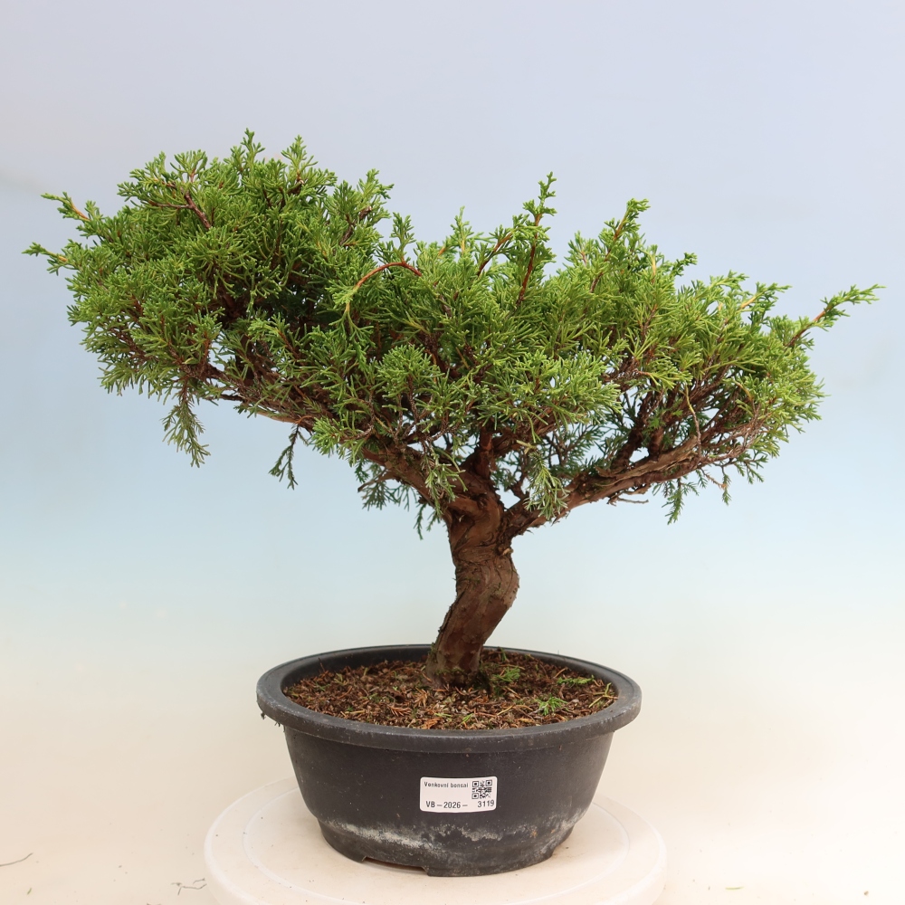 Vonkajší bonsai – Juniperus chinensis Itoigawa – čínsky jalovec
