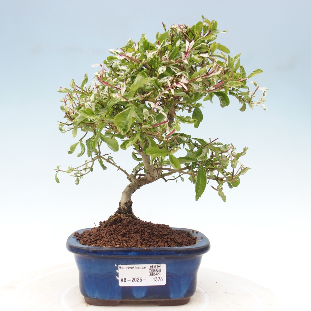 Vonkajší bonsai - Ligustrum obtusifolium - Vtáčí zob tupolistý