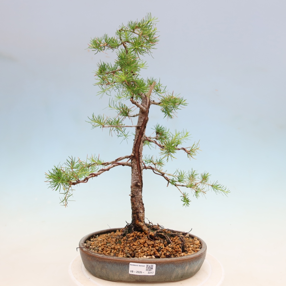 Vonkajšie bonsaje -Larix decidua - Smrekovec