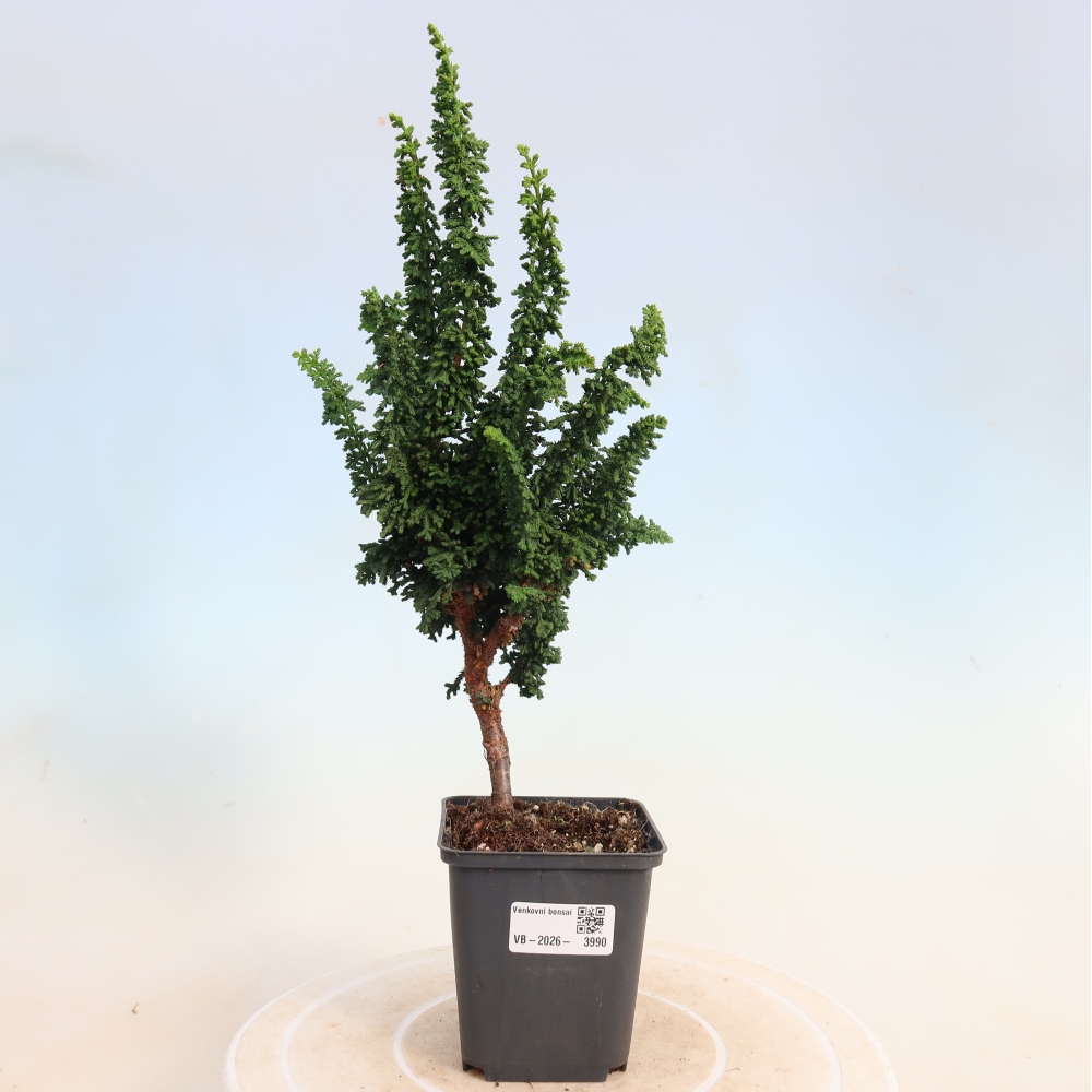 Vonkajší bonsaj - Cham. obtusa SEKKA HINOKI - Cypruštek