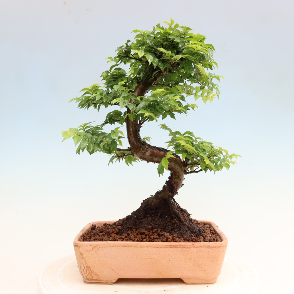 Vonkajší bonsai – Ulmus Jacqueline Hillier – javor krásny