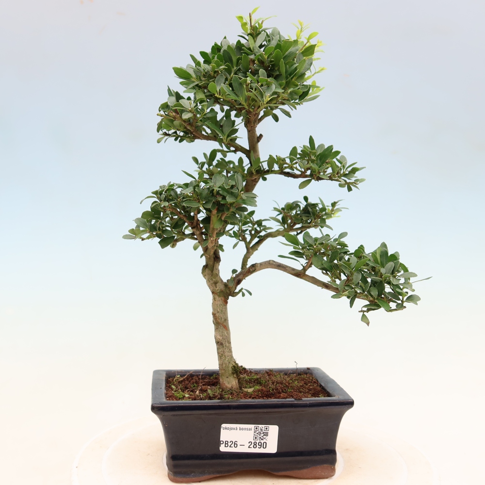 Izbový bonsaj - Ilex crenata - Cesmína
