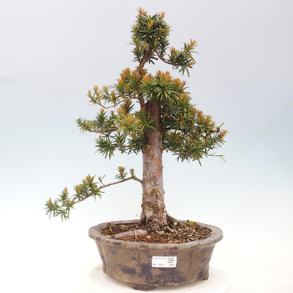 Vonkajší bonsai - Taxus cuspidata - Tis japonský