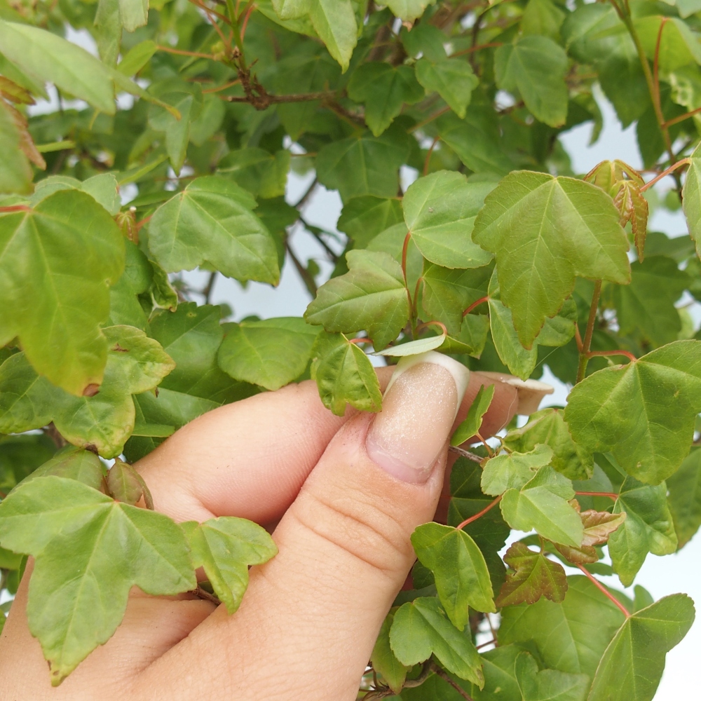 Vonkajšia bonsaj - Acer Buergerianum - Hamburgerový javor