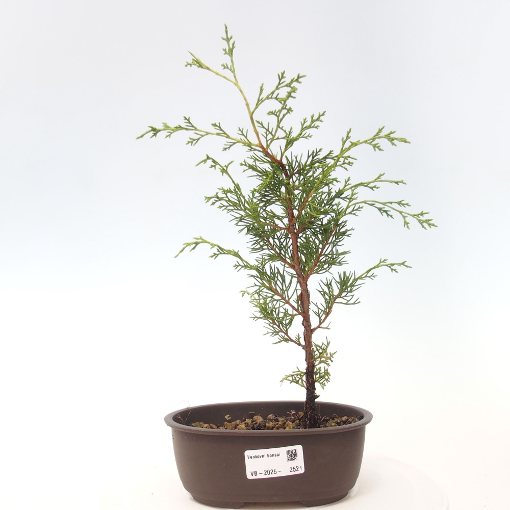 Vonkajší bonsai - Juniperus chinensis Itoigawa -Jalovec čínsky