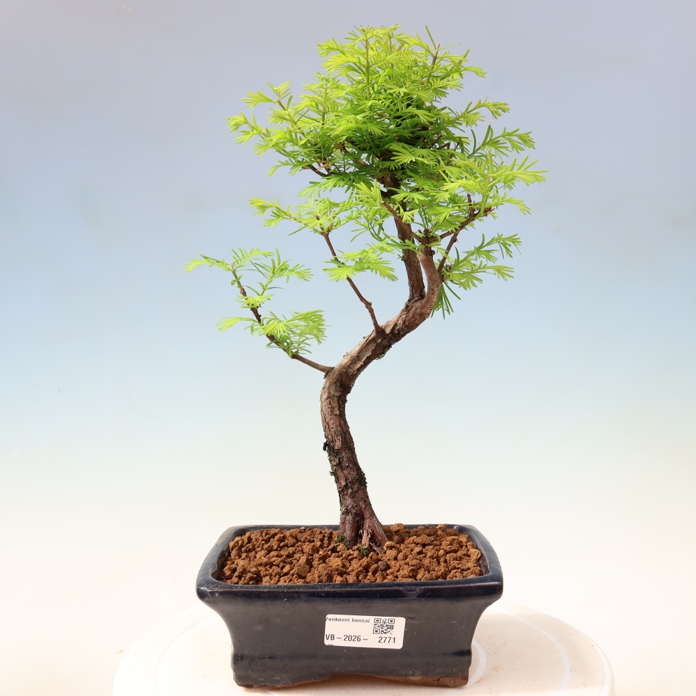 Vonkajšie bonsaje - Metasequoia glyptostroboides - čínska metasekvoja