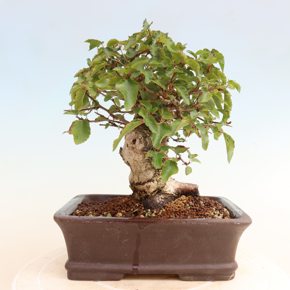Vonkajšie bonsaje -Carpinus CARPINOIDES - Hrab kórejský