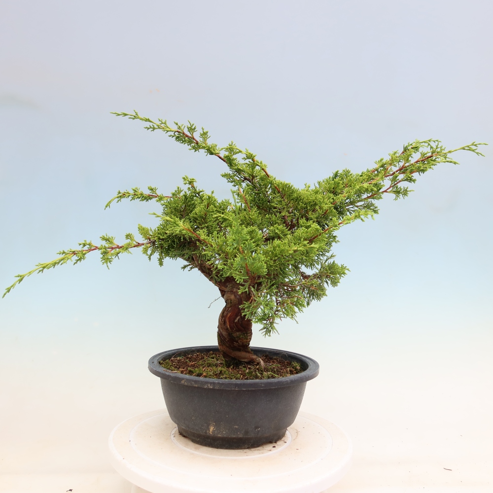 Vonkajší bonsai – Juniperus chinensis Itoigawa – čínsky jalovec