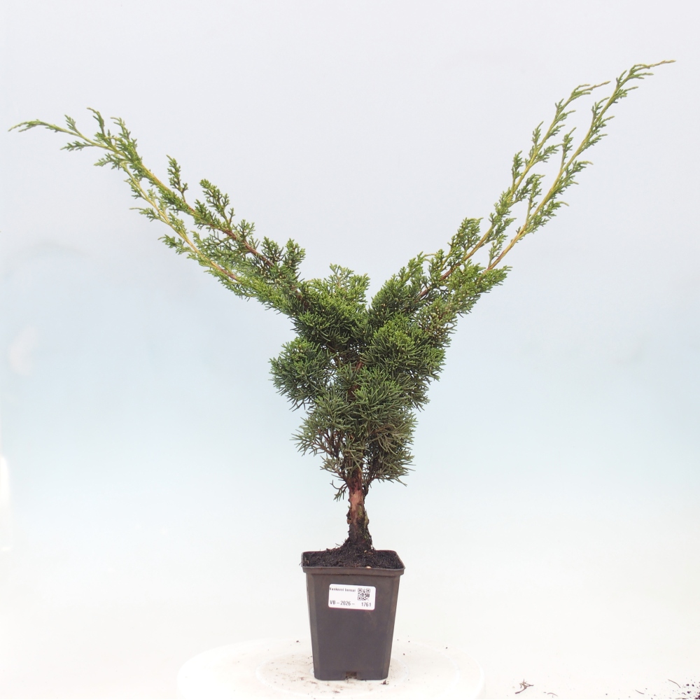Vonkajší bonsaj - Juniperus chinensis Kishu