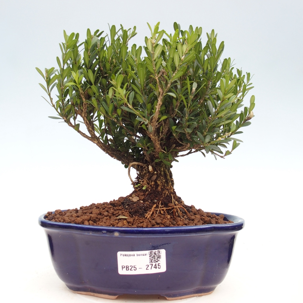 Izbová bonsai - Buxus harlandii - korkový buxus
