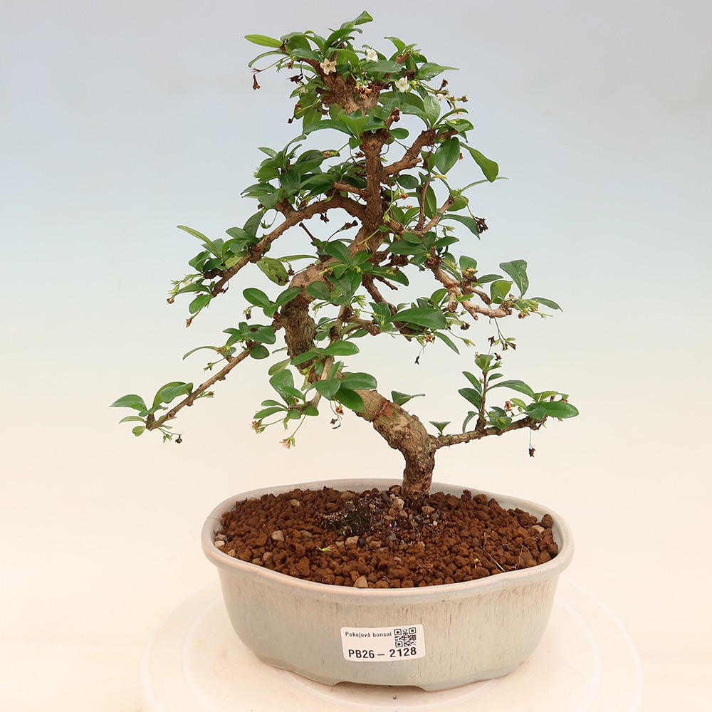 Izbové bonsaje - Carmona macrophylla - Tea fuki