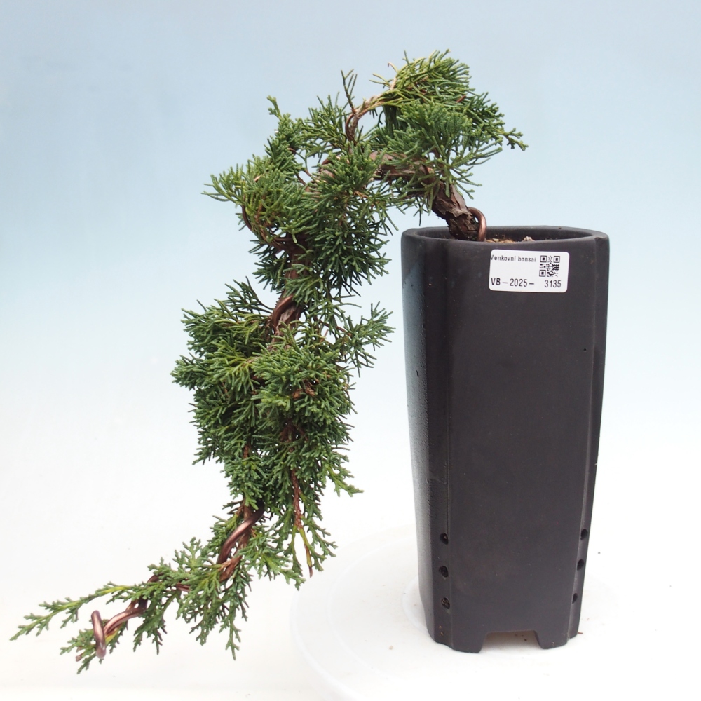 Vonkajší bonsai - Juniperus chinensis Kishu -Jalovec čínsky