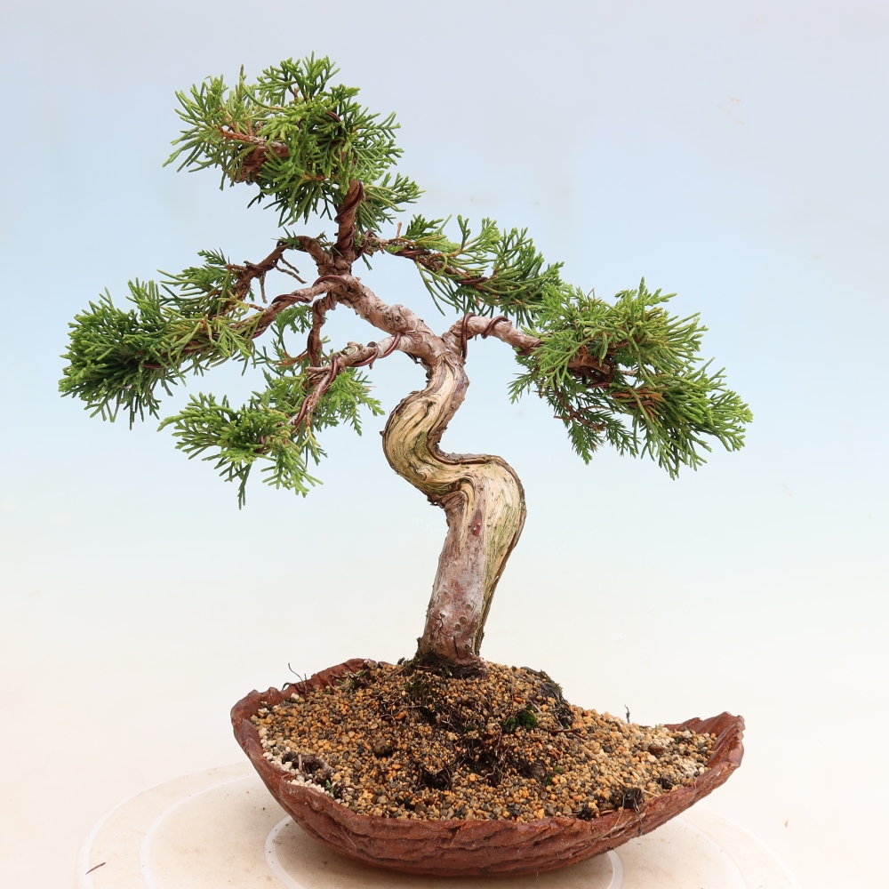 Vonkajší bonsai – Juniperus chinensis Itoigawa – čínsky jalovec