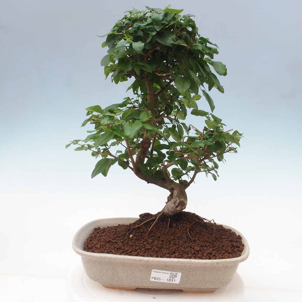 Izbová bonsai -Ligustrum chinensis - Vtáčí zob