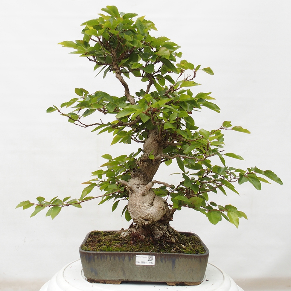 Vonkajší bonsai -Carpinus CARPINOIDES - Hrab kórejský