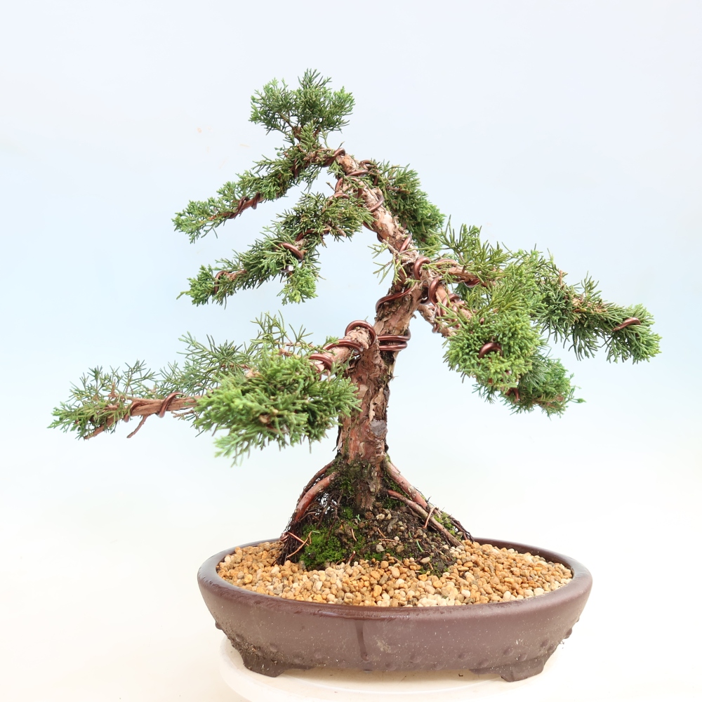 Vonkajší bonsaj - Juniperus chinensis Kishu