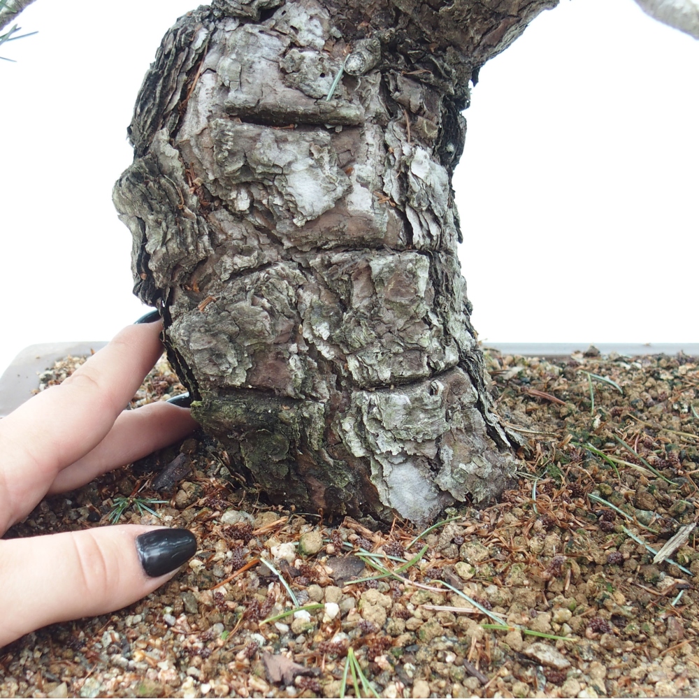 Vonkajšie bonsai - Pinus parviflora - Borovica drobnokvetá
