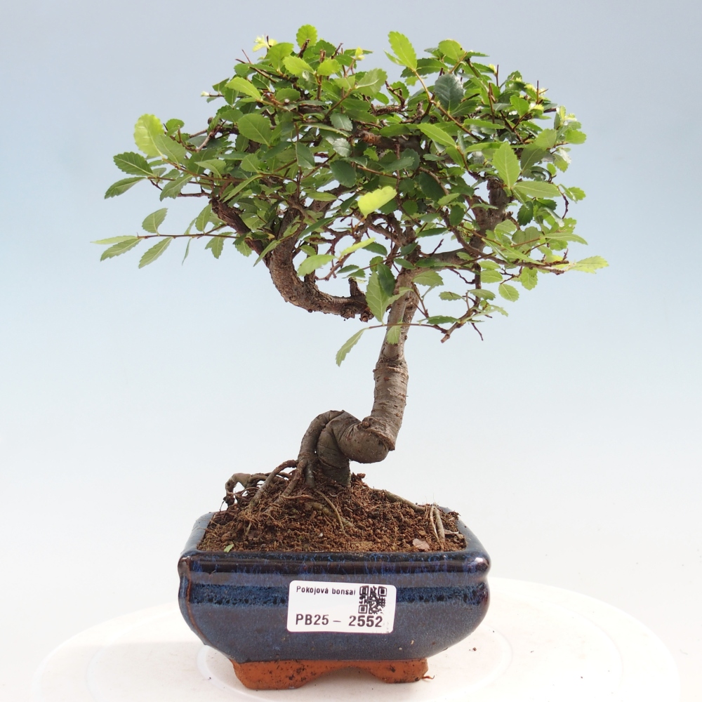 Izbová bonsai - Ulmus parvifolia - Malolistý jilm