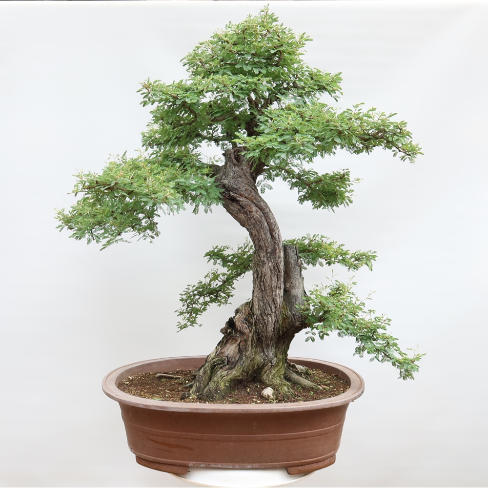 Izba bonsai – Akacia Arabica