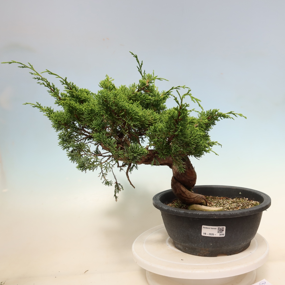 Vonkajší bonsai – Juniperus chinensis Itoigawa – čínsky jalovec
