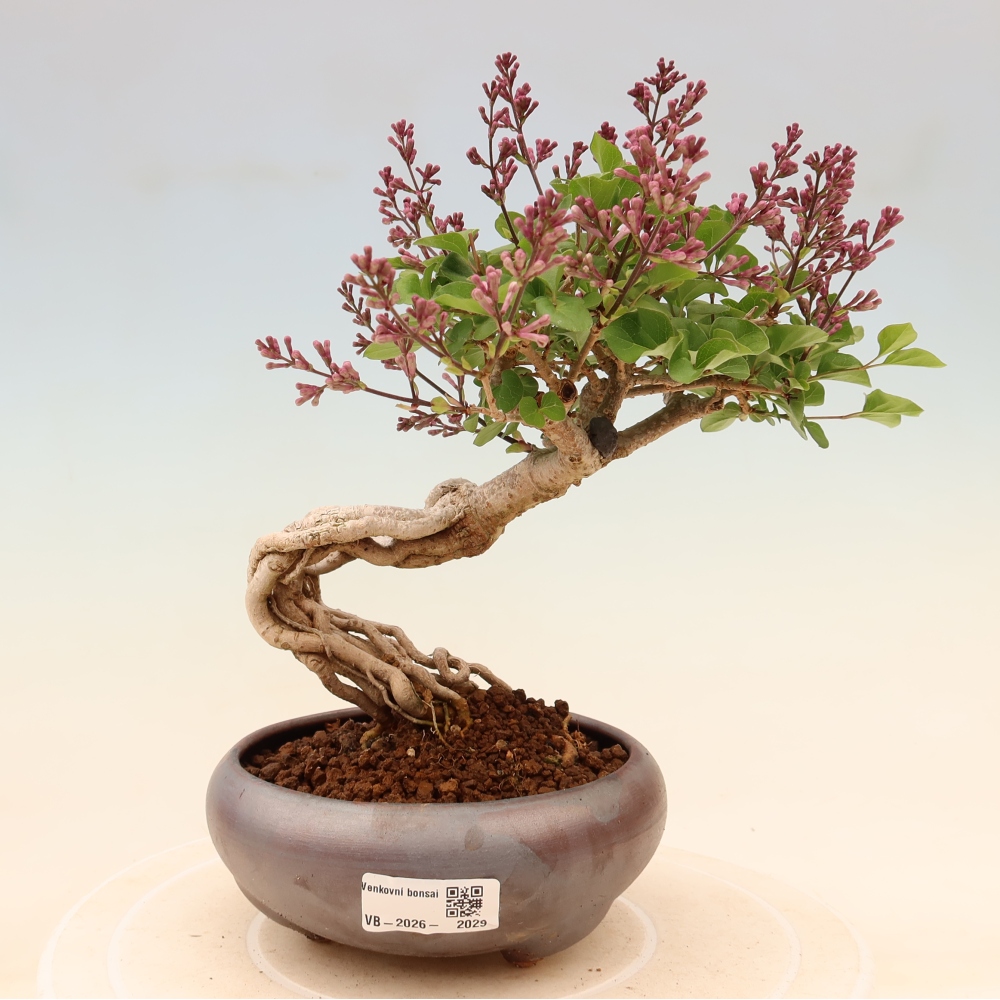 Vonkajší bonsaj - Syringa microphylla - drobnokvetý šeřík