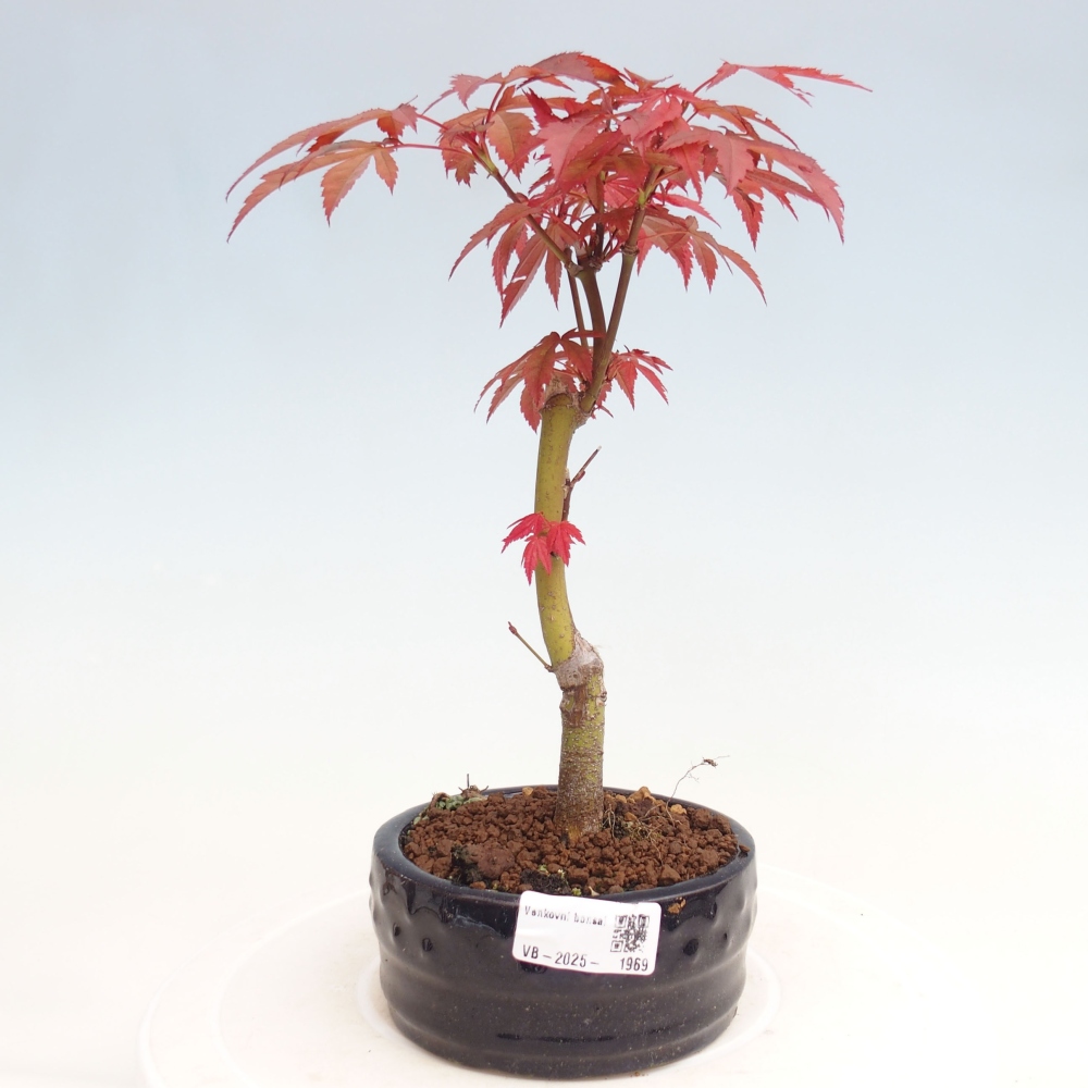 Vonkajší bonsai - Acer palm. Atropurpureum-Javor dlanitolistý