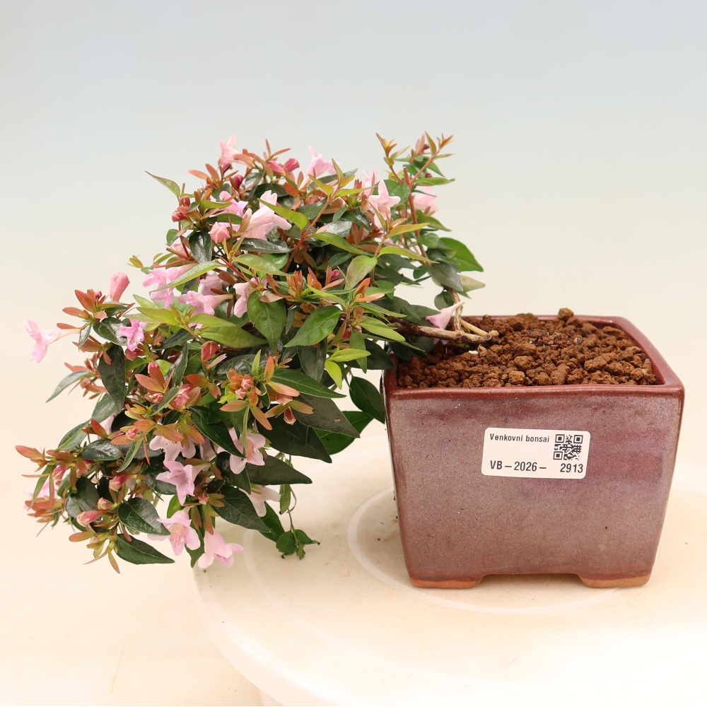 Vonkajší bonsai – Abelia Edward Goucher – Abelia veľkokvetá