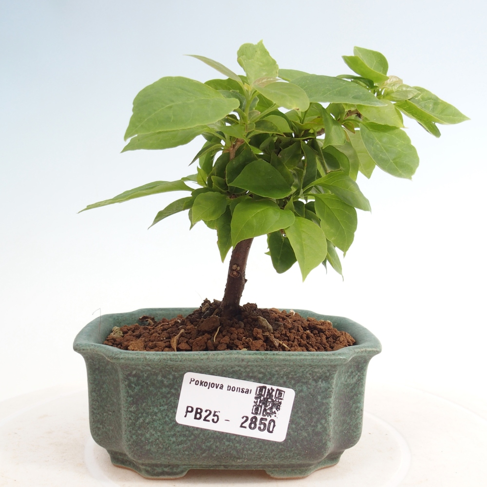 Izbová bonsai - Bouganwilea