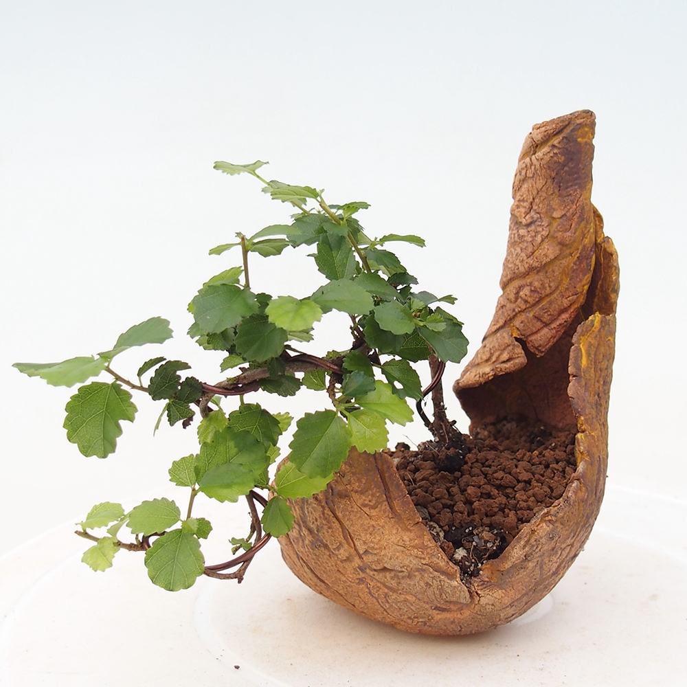 Izbový bonsaj - Grewia sp. - Grewia malafolia