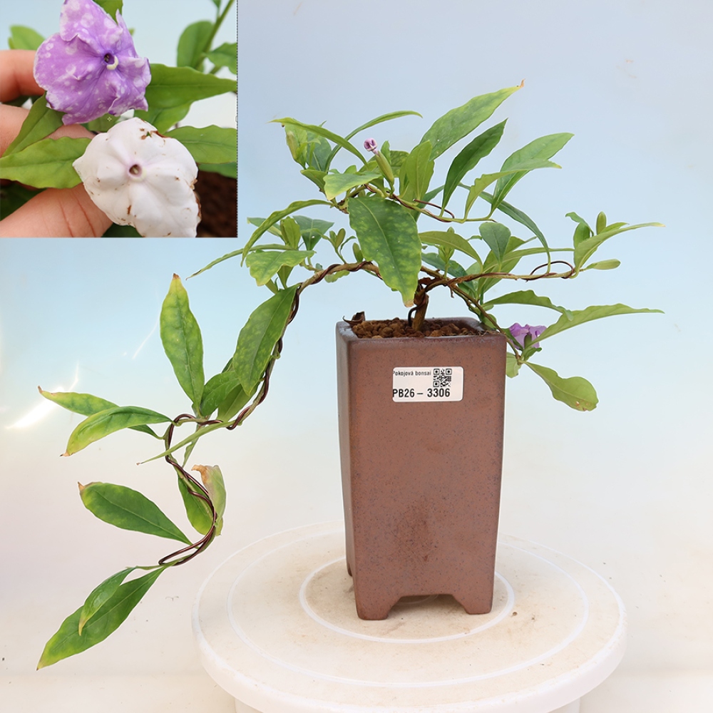 Izba bonsai – Tanaman melati costa – Brunfelsia