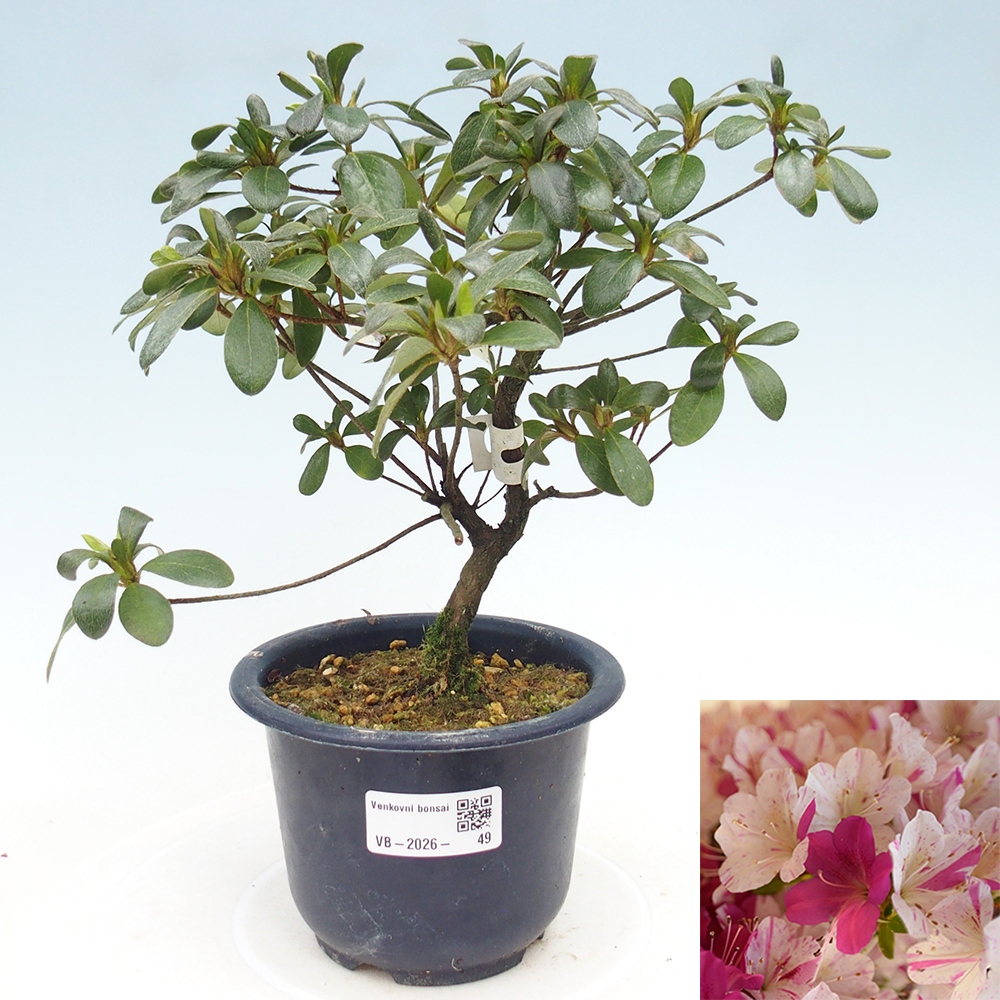 Vonkajší bonsaj - Japonská azalka - Azalka Kaminoyamakirin