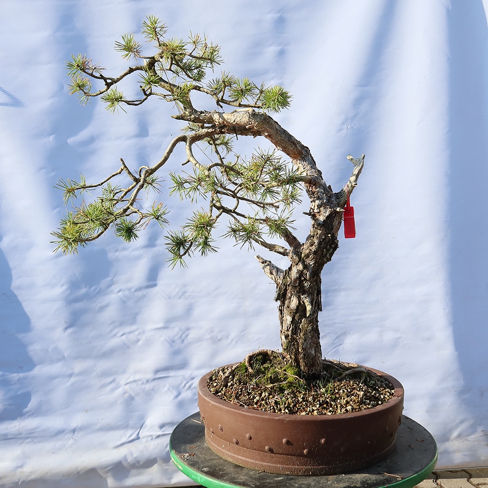 Pinus sylvestris Španielsko – borovica lesná