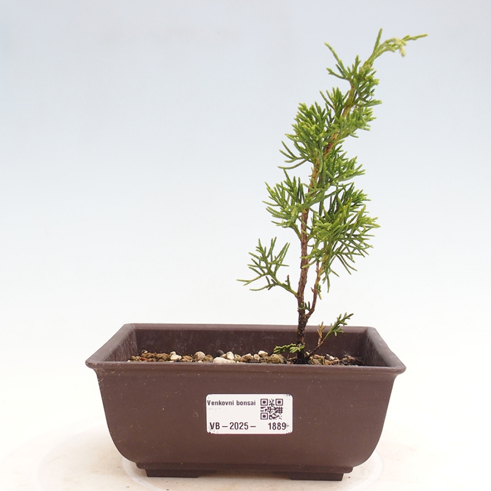 Vonkajší bonsai - Juniperus chinensis Itoigawa -Jalovec čínsky