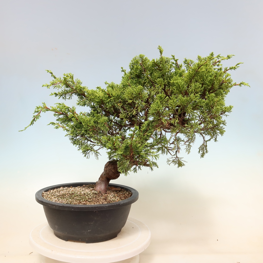 Vonkajší bonsai – Juniperus chinensis Itoigawa – čínsky jalovec