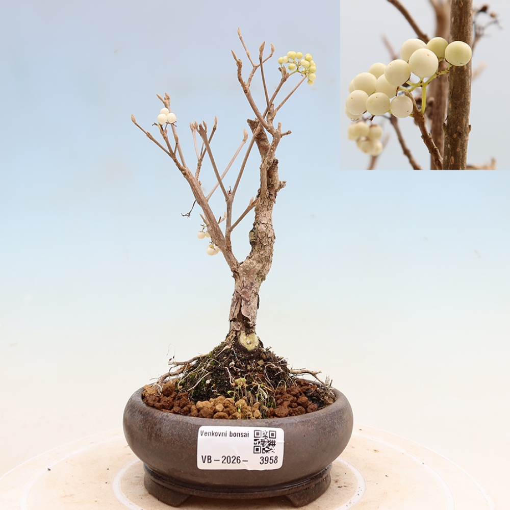 Vonkajší bonsai – Callicarpa bodinieri Snowqueen – krásnoplodka