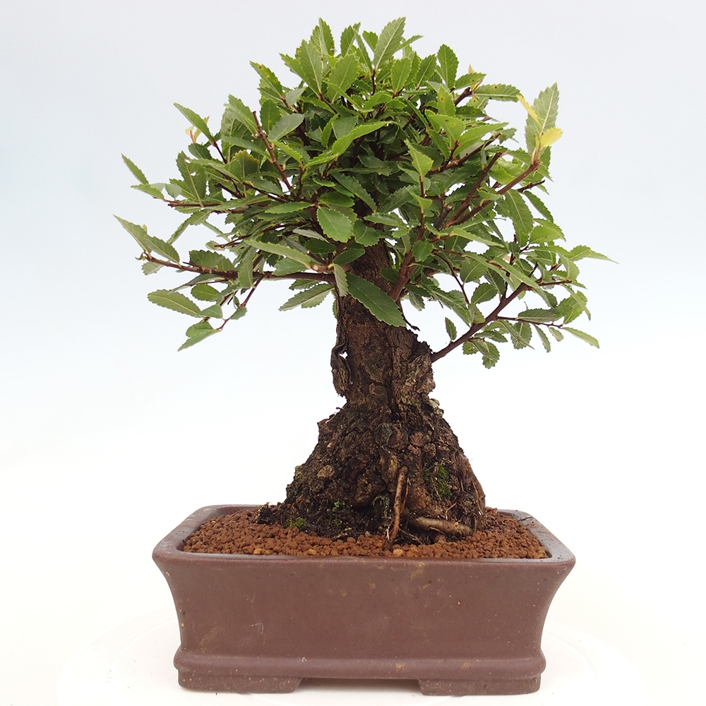 Vonkajšie bonsai - Zelkova - Zelkova serrata