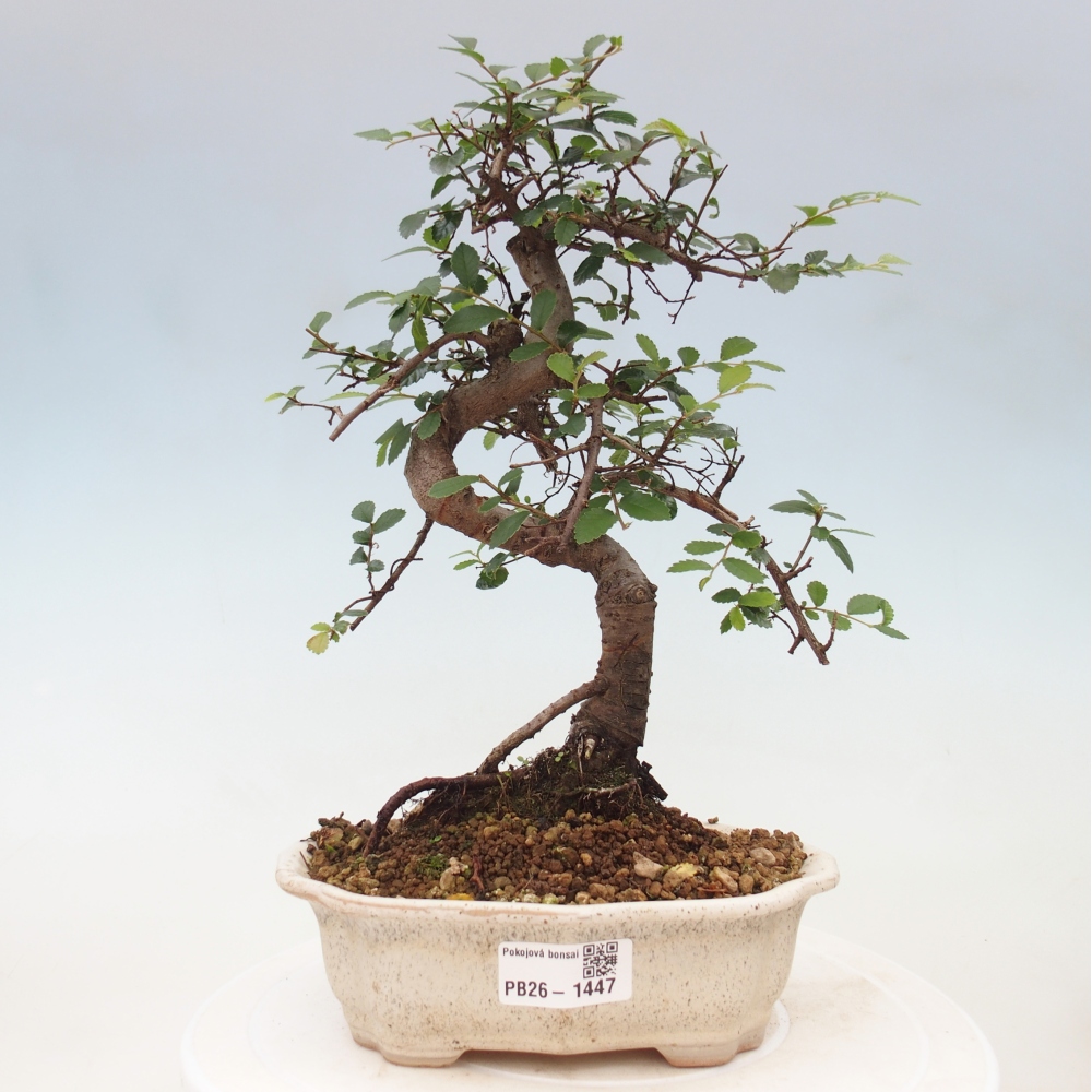 Izbový bonsaj - Ulmus parvifolia - brest malolistý