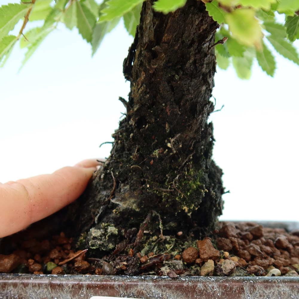 Vonkajšie bonsaje - Zelkova - Zelkova NIRE