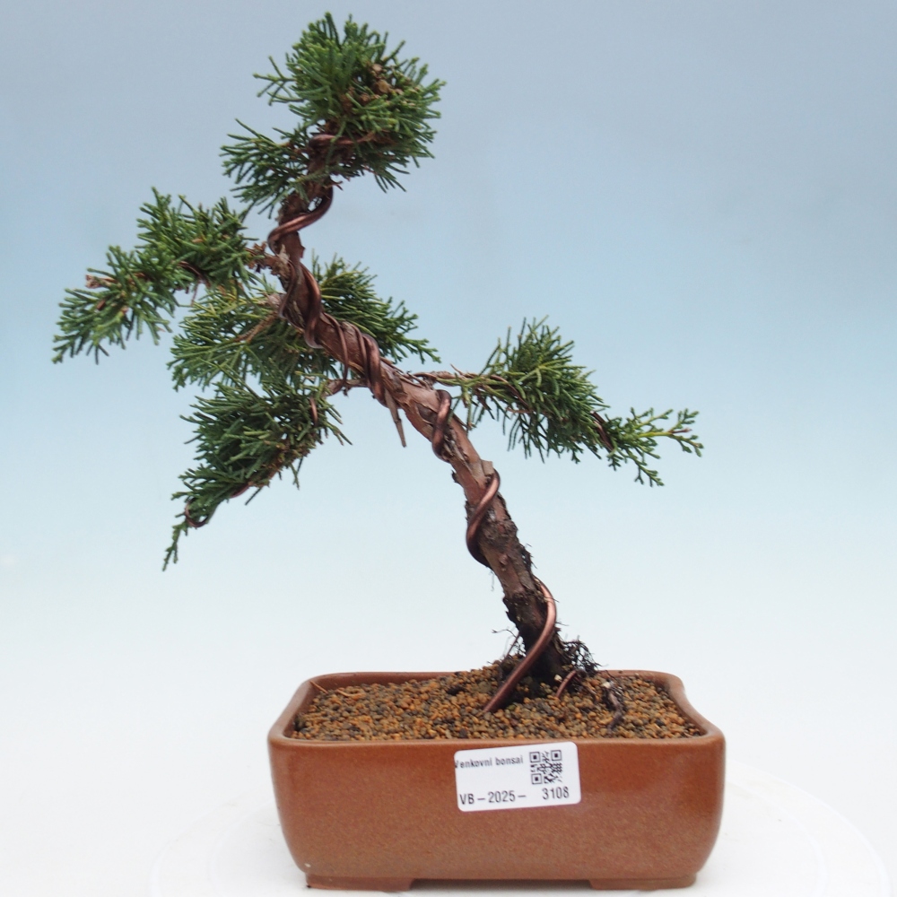 Vonkajší bonsai - Juniperus chinensis Kishu -Jalovec čínsky