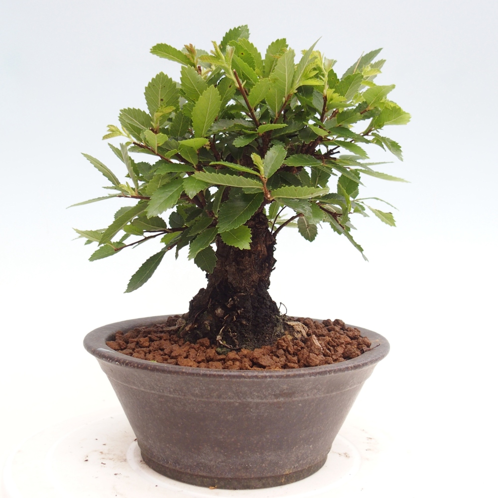Vonkajšie bonsai - Zelkova - Zelkova Nirom