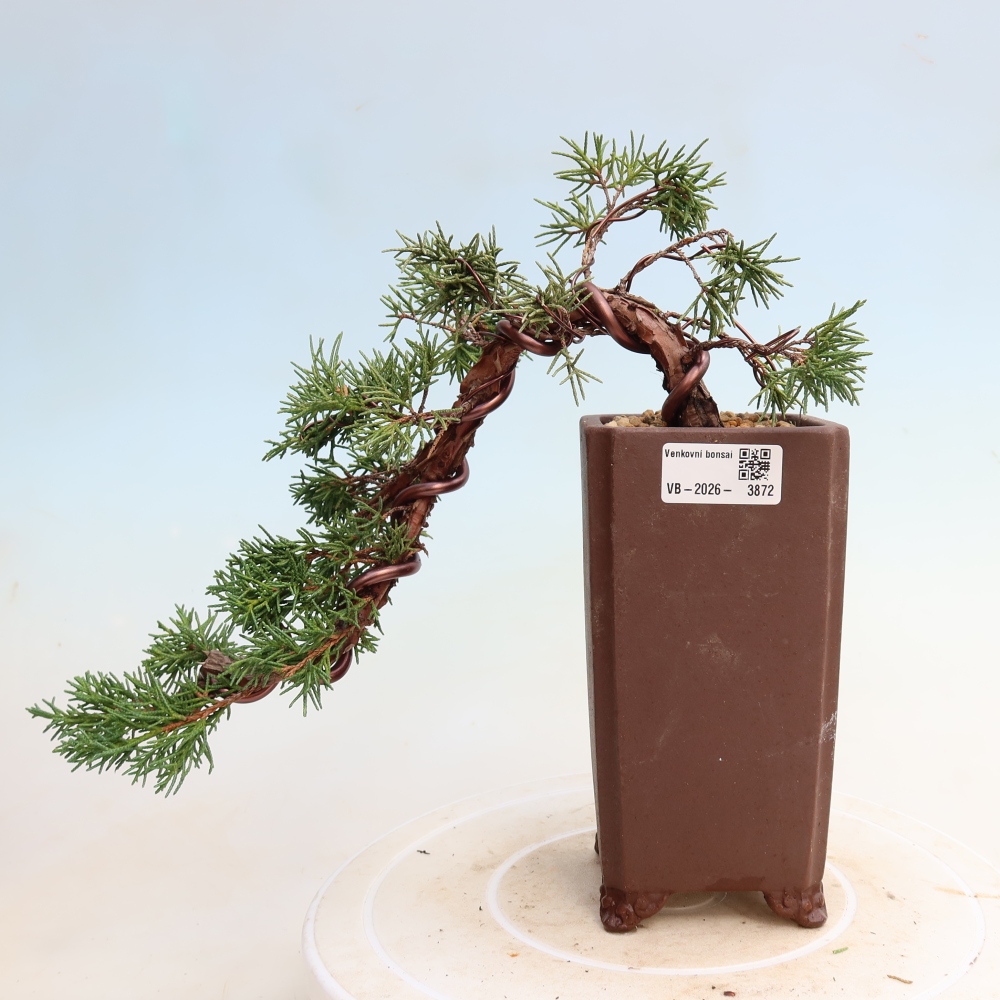 Vonkajší bonsaj - Juniperus chinensis Kishu