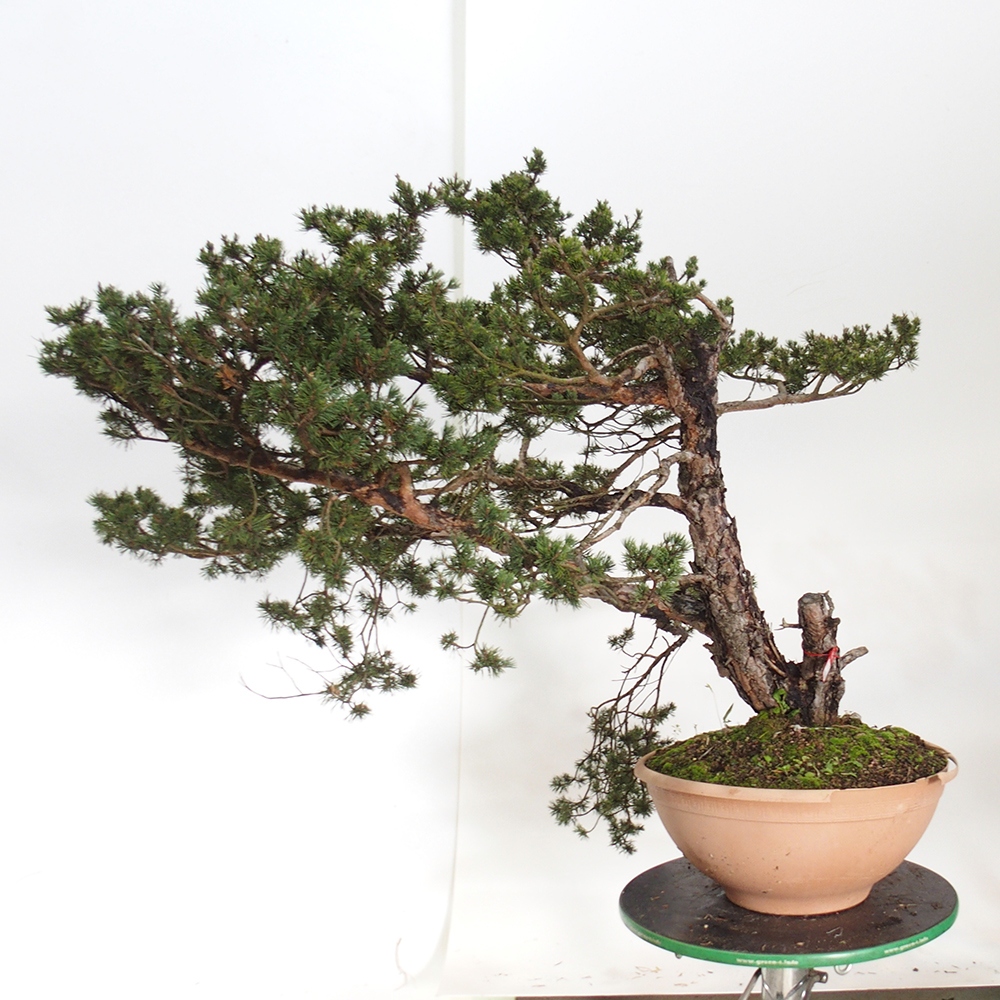 Yamadori - Pinus sylvestris Španielsko