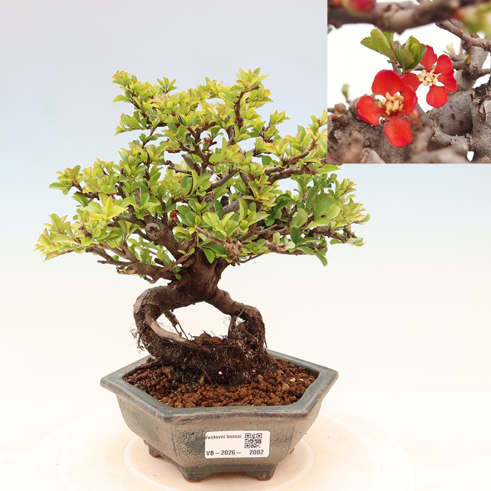 Vonkajší bonsaj - Chaneomeles speciosa Chojubai