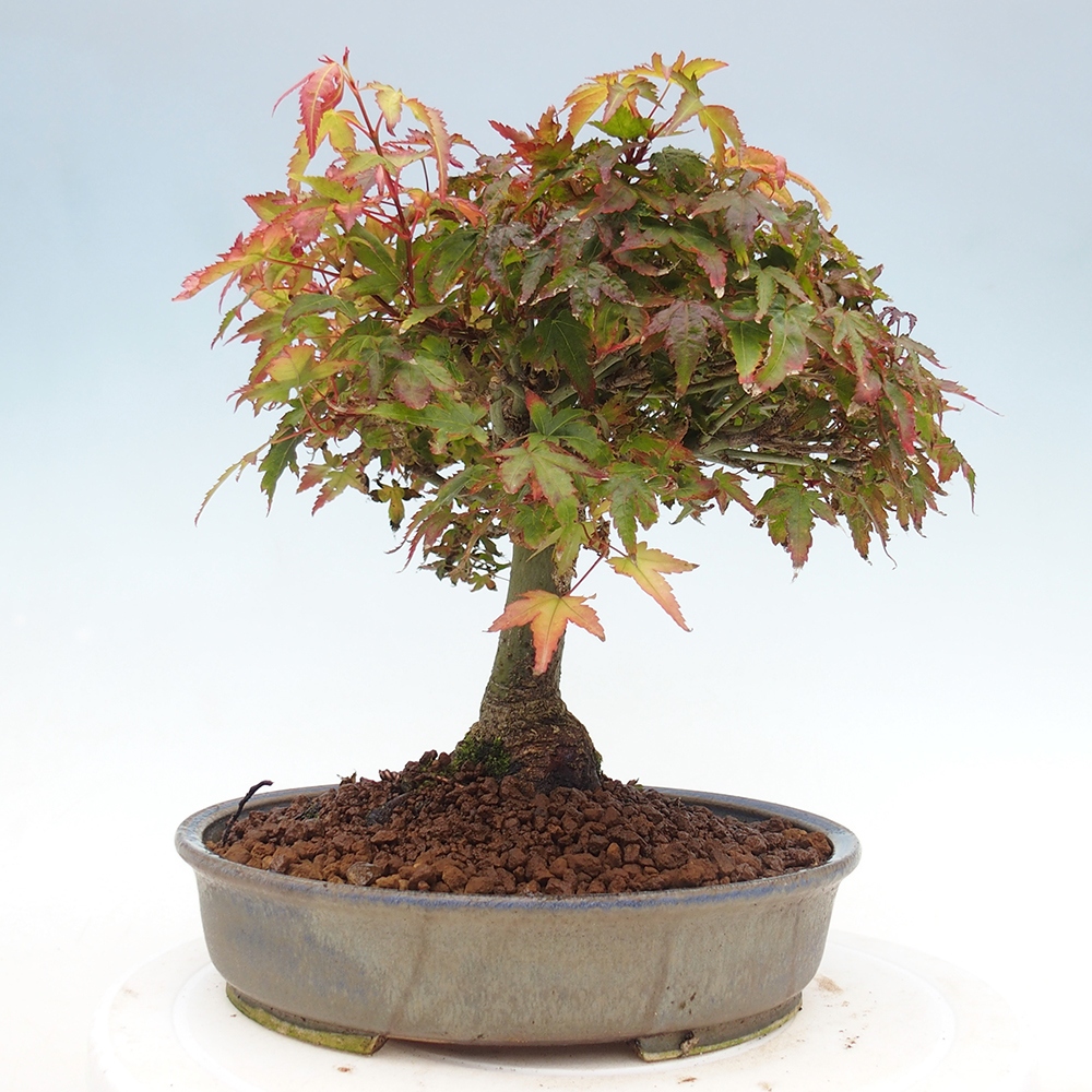 Acer palmatum KIOHIME - Javor palmetový