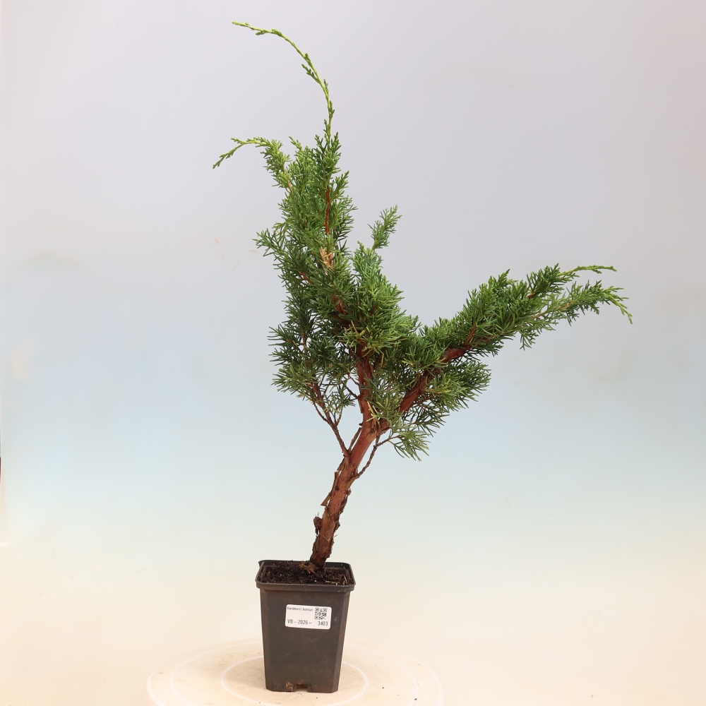 Vonkajší bonsaj - Juniperus chinensis Kishu