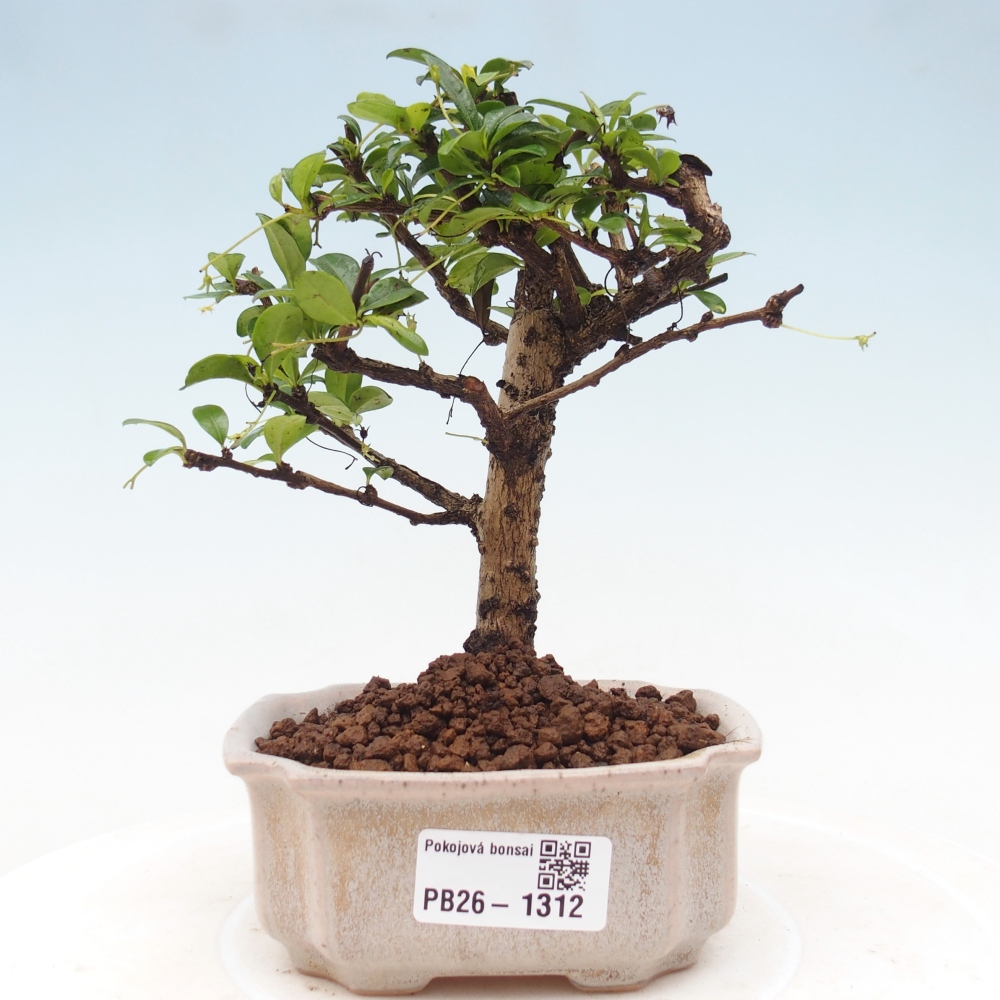 Izbové bonsaje - Carmona macrophylla - Tea fuki