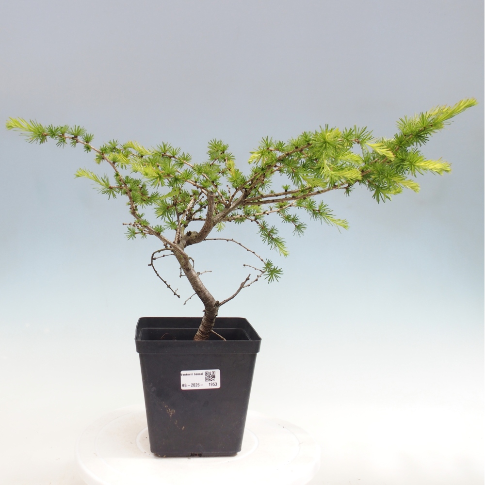 Vonkajšie bonsaje -Larix decidua - Smrekovec