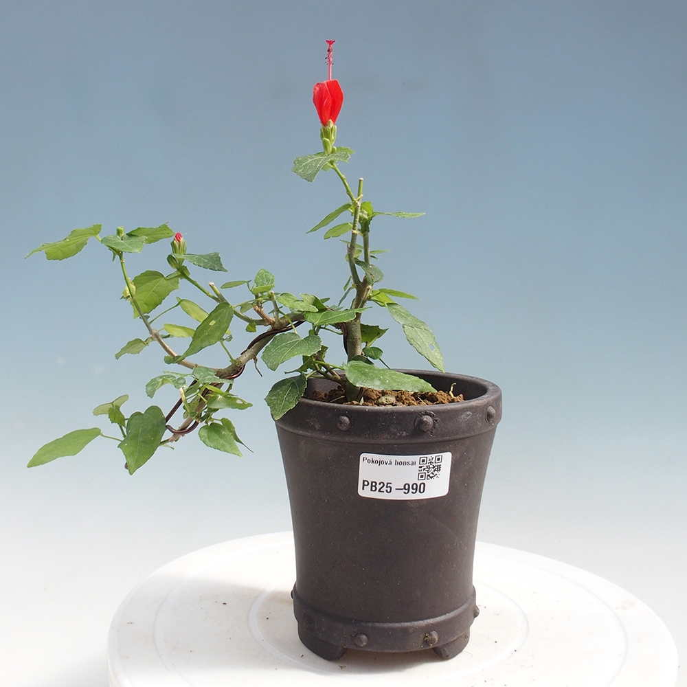 Izbová bonsai - Malvaviscus arboreus - ibištekovec drevnatý