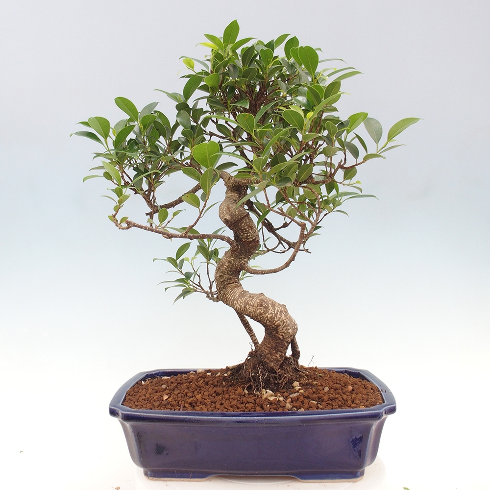 Izbová bonsai - Ficus kimmen - malolistý fikus